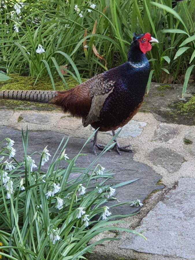 Plestin-les-Grèves Ty La Source Bed & Breakfast エクステリア 写真